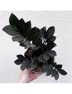 1 Planta ZZ ''Black raven''...