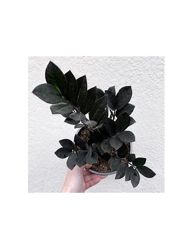 1 Planta ZZ ''Black raven'' baby - Plantulas de Zamioculcas Negras - El rey de las plantas Mayorista