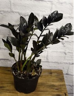 1 Planta ZZ ''Black raven''... 2