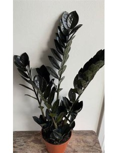 1 Planta ZZ Black Raven...