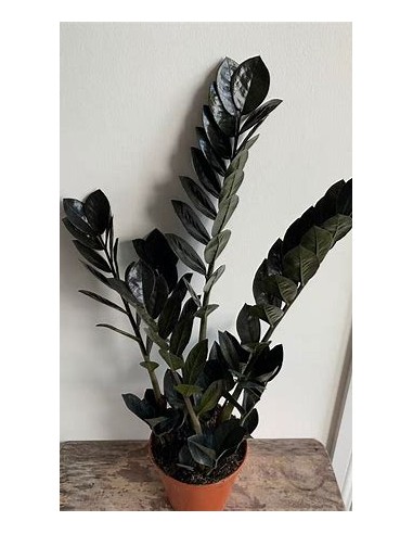 1 Planta ZZ Black Raven adulta - Raros ejemplares de colección - Importados Hojas negras