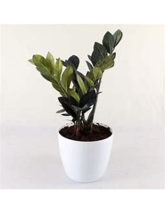 1 Planta Zamia falsa Verde...