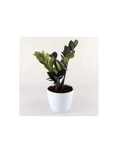 1 Planta Zamia falsa Verde - Adulta - Zamioculca, Samia, Zamia, ZZ plant, planta indestructible