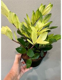1 Planta Zamia ZZ...
