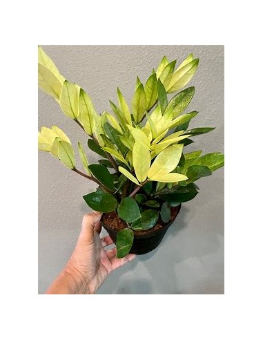 1 Plant Zamia ZZ ''Chamaeleon'' Rare variety - ZZ chameleon plant new variety 2024 for indoor use