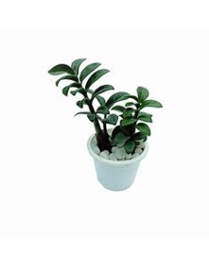 1 Planta Zamia falsa ZZ...