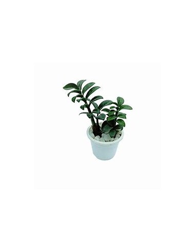 1 Plant Zamia false ZZ ''Dwarf'' dwarf - Rare plants for collectors - THE KING OF PLANTS