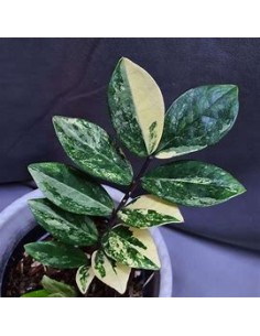 1 Zamia ZZ Variegata - Baby...