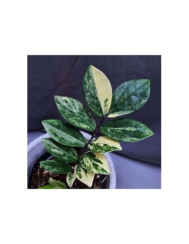 1 Zamia ZZ Variegata - Baby - Zamia falsa variegated - Rare single leaf specimens or 2