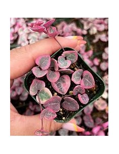 1 Planta Dos corazones en...