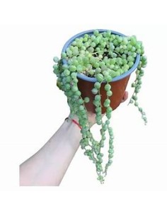 1 String of variegated...