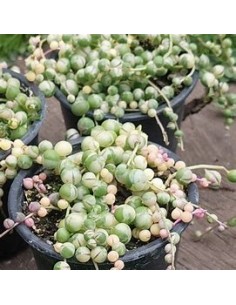 1 String of variegated... 2