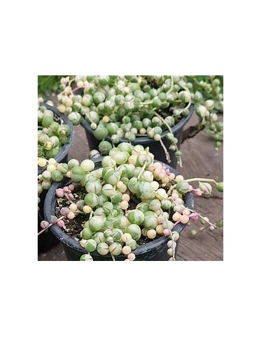 1 String of variegated rosary (Senecio) Small...