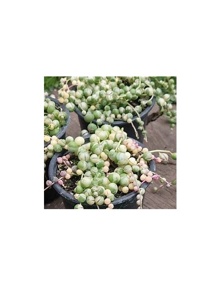 1 Cadena de rosario variegado (Senecio) Maceta chica - Suculentas exóticas Venta en Mexico - vivero