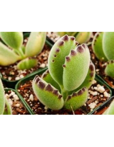 1 Garra de oso variegada -...