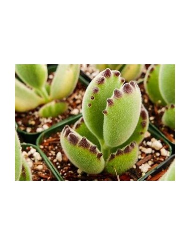 1 Variegated bear claw - Amazing plants for collectors at heart - THE KING OF PLANTS