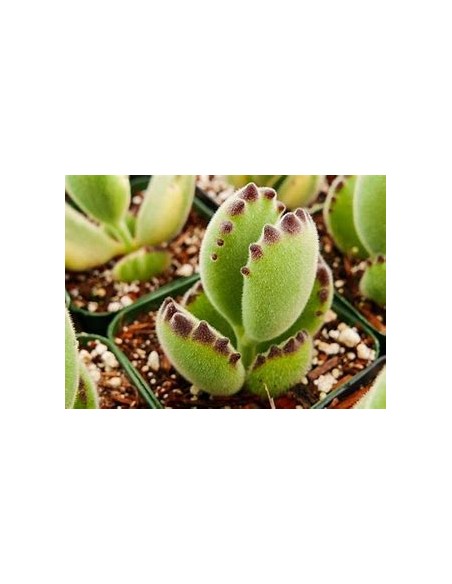 1 Garra de oso variegada - Plantas increíbles para coleccionistas de corazon - EL REY DE LAS PLANTAS