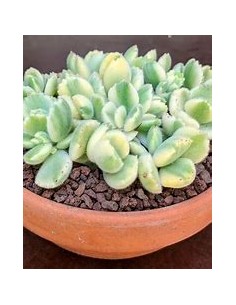 1 Variegated bear claw -... 2