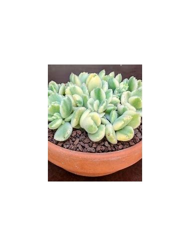 1 Garra de oso variegada - Plantas increíbles...