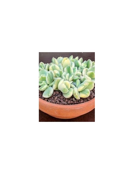1 Garra de oso variegada - Plantas increíbles para coleccionistas de corazon - EL REY DE LAS PLANTAS