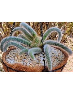 1 Monkeytail grafted -...