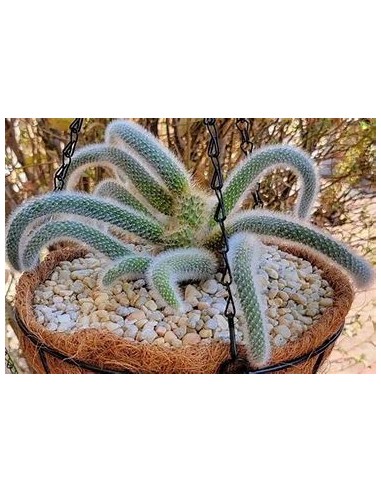 1 Monkeytail grafted - (Scientific name) Ornamental hanging succulent - Where to buy online