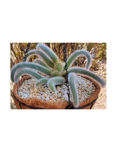 1 Monkeytail grafted - (Scientific name) Ornamental hanging succulent - Where to buy online