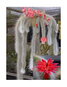 1 Monkeytail grafted -... 2