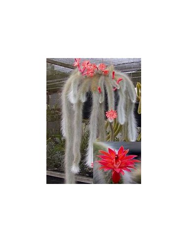 1 Monkeytail grafted - (Scientific name)...