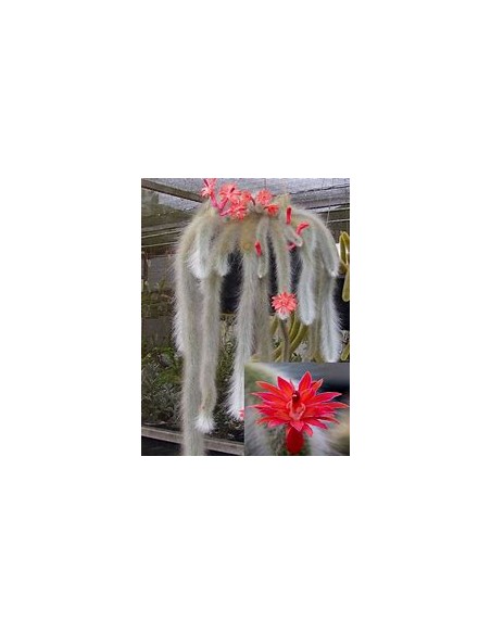 1 Monkeytail grafted - (Scientific name) Ornamental hanging succulent - Where to buy online