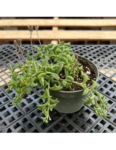 1 Cadena de Delfines...