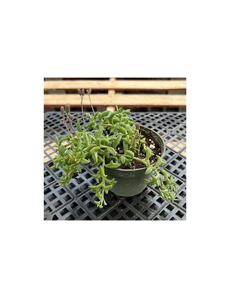 1 Chain of Dolphins (Succulent) Large pot - Succulent real dolphin - Ships to all Mexico express