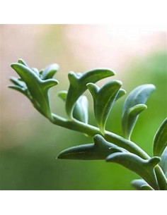 1 Chain of Dolphins... 2