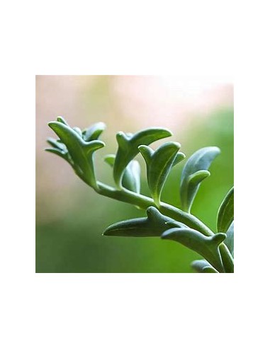 1 Cadena de Delfines (Suculenta) Maceta grande...