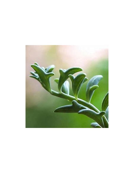 1 Cadena de Delfines (Suculenta) Maceta grande - Suculenta delfin real - Envios a todo Mexico express