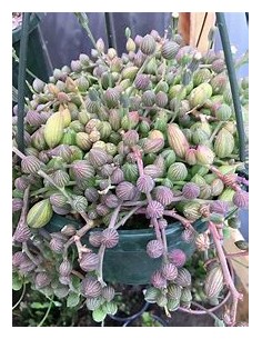 1 String of Watermelon -...