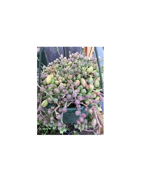 1 String of Watermelon - Succulent Collection Pots - Ships in 24 hrs.