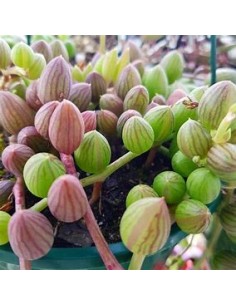 1 Cadena de Sandia -... 2