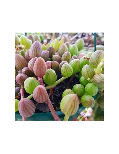 1 String of Watermelon - Succulent Collection...