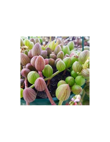 1 String of Watermelon - Succulent Collection Pots - Ships in 24 hrs.