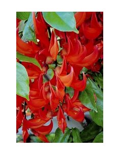 1 Enredadera Jade rojo -...