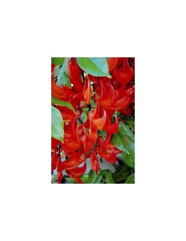 1 Red Jade Creeper - Unique Red Jade plants - brought from Guatemala - Plants and nursery