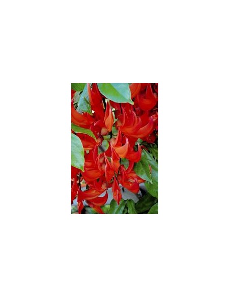 1 Red Jade Creeper - Unique Red Jade plants - brought from Guatemala - Plants and nursery