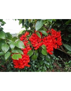 1 Enredadera Jade rojo -... 2