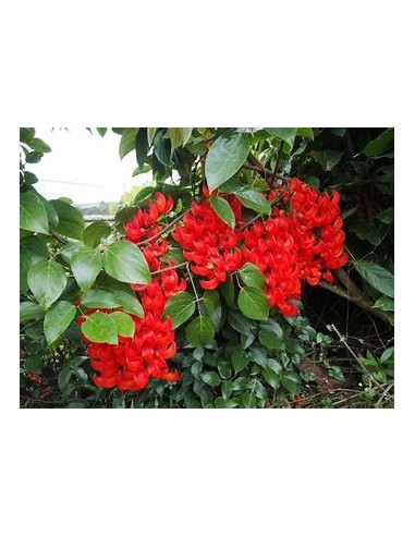1 Red Jade Creeper - Unique Red Jade plants -...