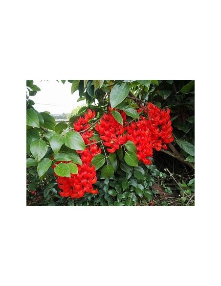 1 Red Jade Creeper - Unique Red Jade plants - brought from Guatemala - Plants and nursery