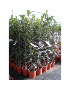 1 Arbol de Nispero Japones -Loquat- (Eryobotrya japonica) Mispero - Arboles exoticos Victor Mendoza - Mercadolibre 2