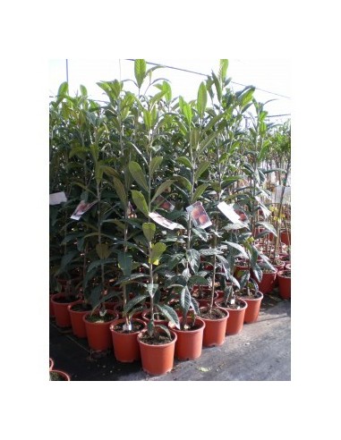 1 Loquat tree (Eryobothria japonica) Worldwide shipping on rarest fruits of the world. also fresh fruit!