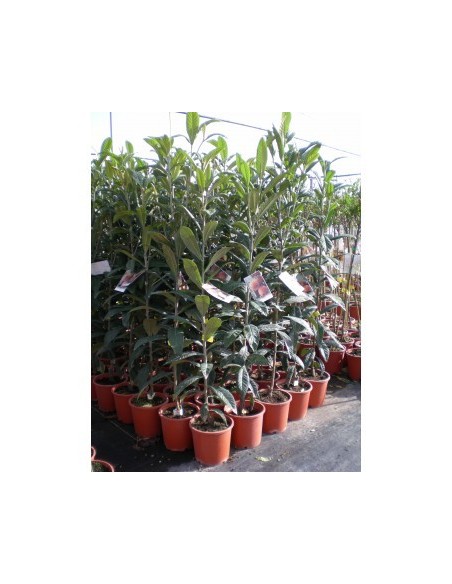 1 Loquat tree (Eryobothria japonica) Worldwide shipping on rarest fruits of the world. also fresh fruit!