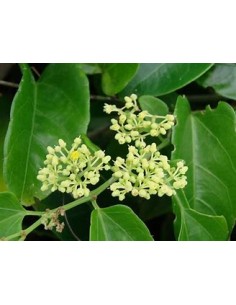 1 Devil's bindweed (Cissus...